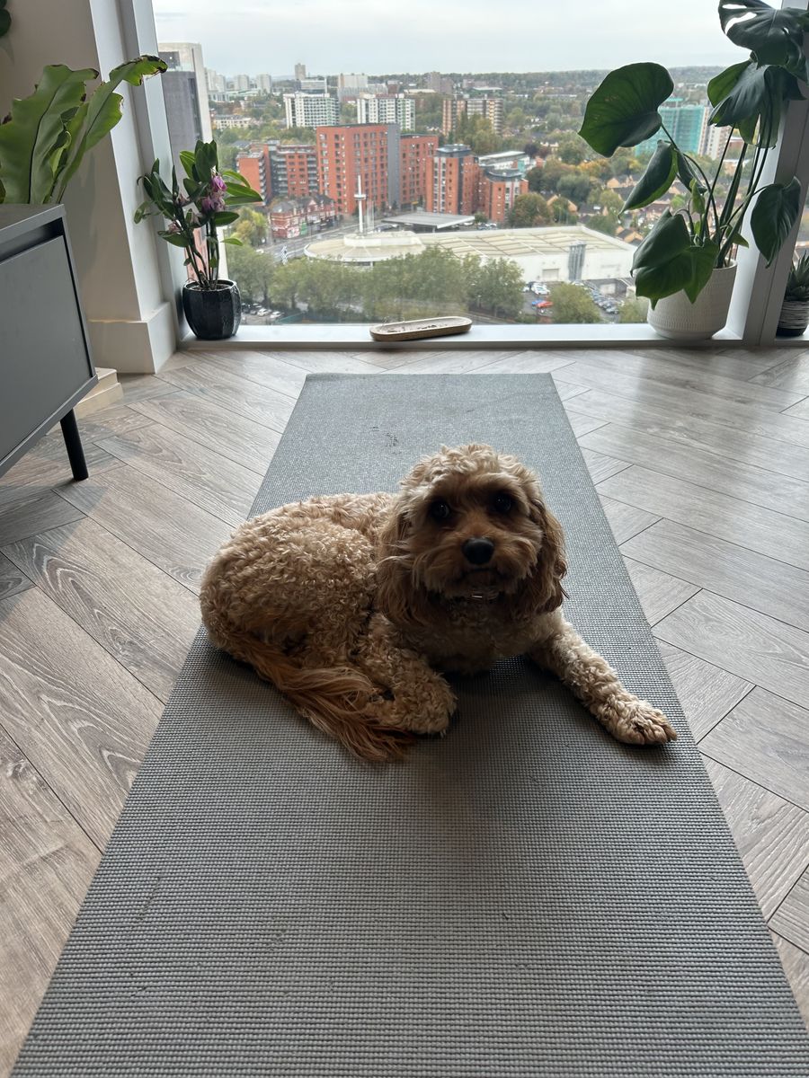 Alfie relaxing at home