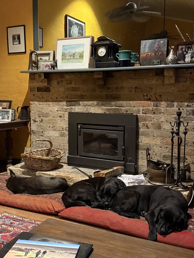 Angela's dogs by the fireplace