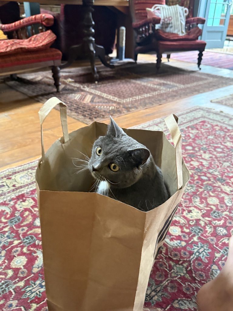 Angela's cat in a paper bag