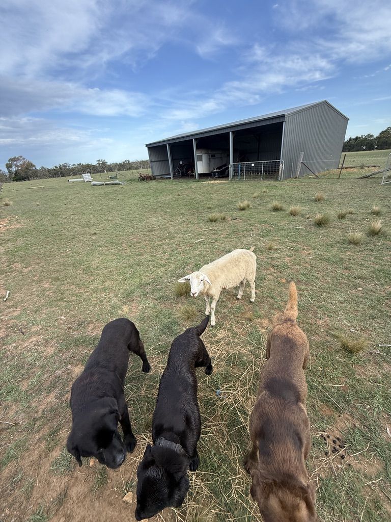 Angela's animals on the farm