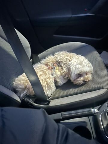 Arlo asleep in the car