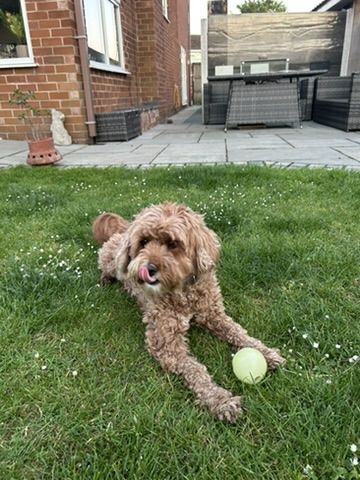 YubYub in the garden with a tennis ball