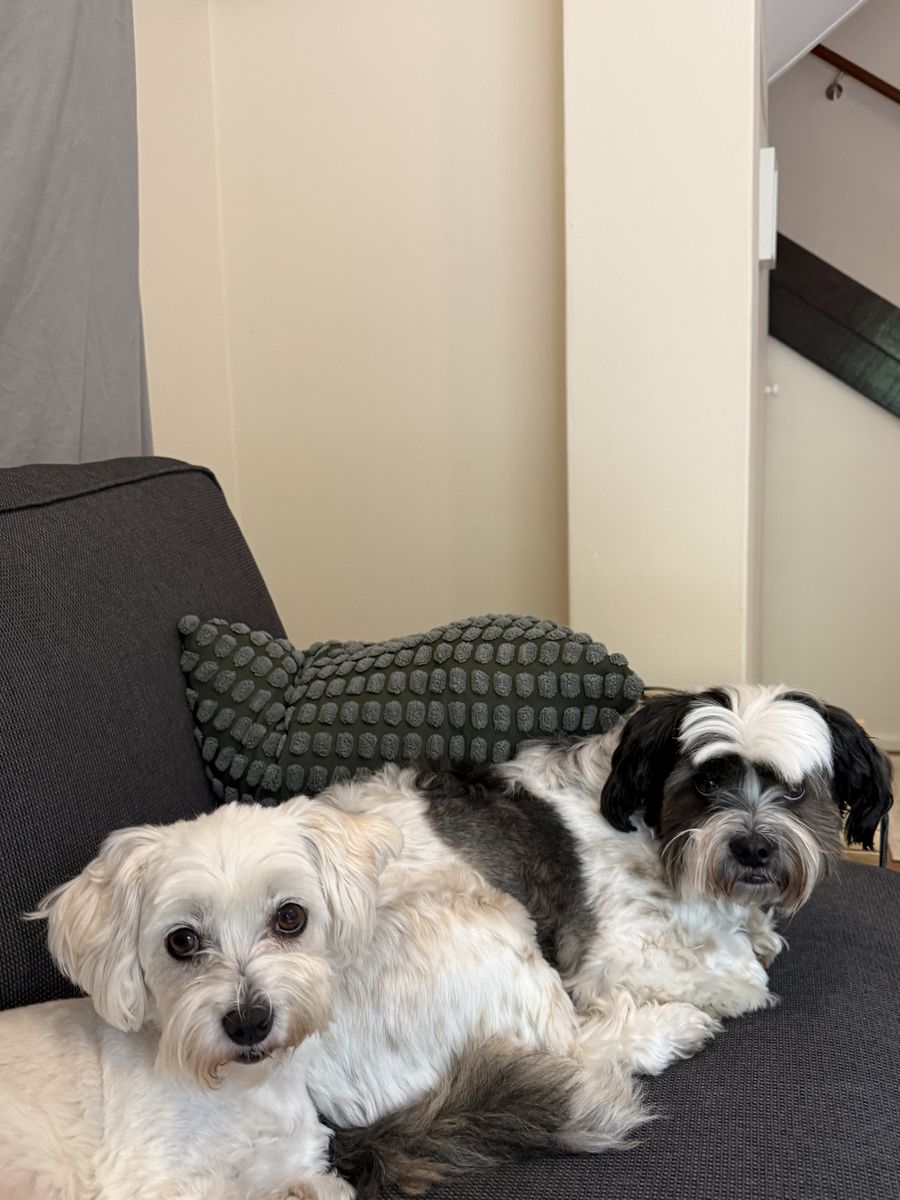 Daisy and Rocky cuddling on the chair