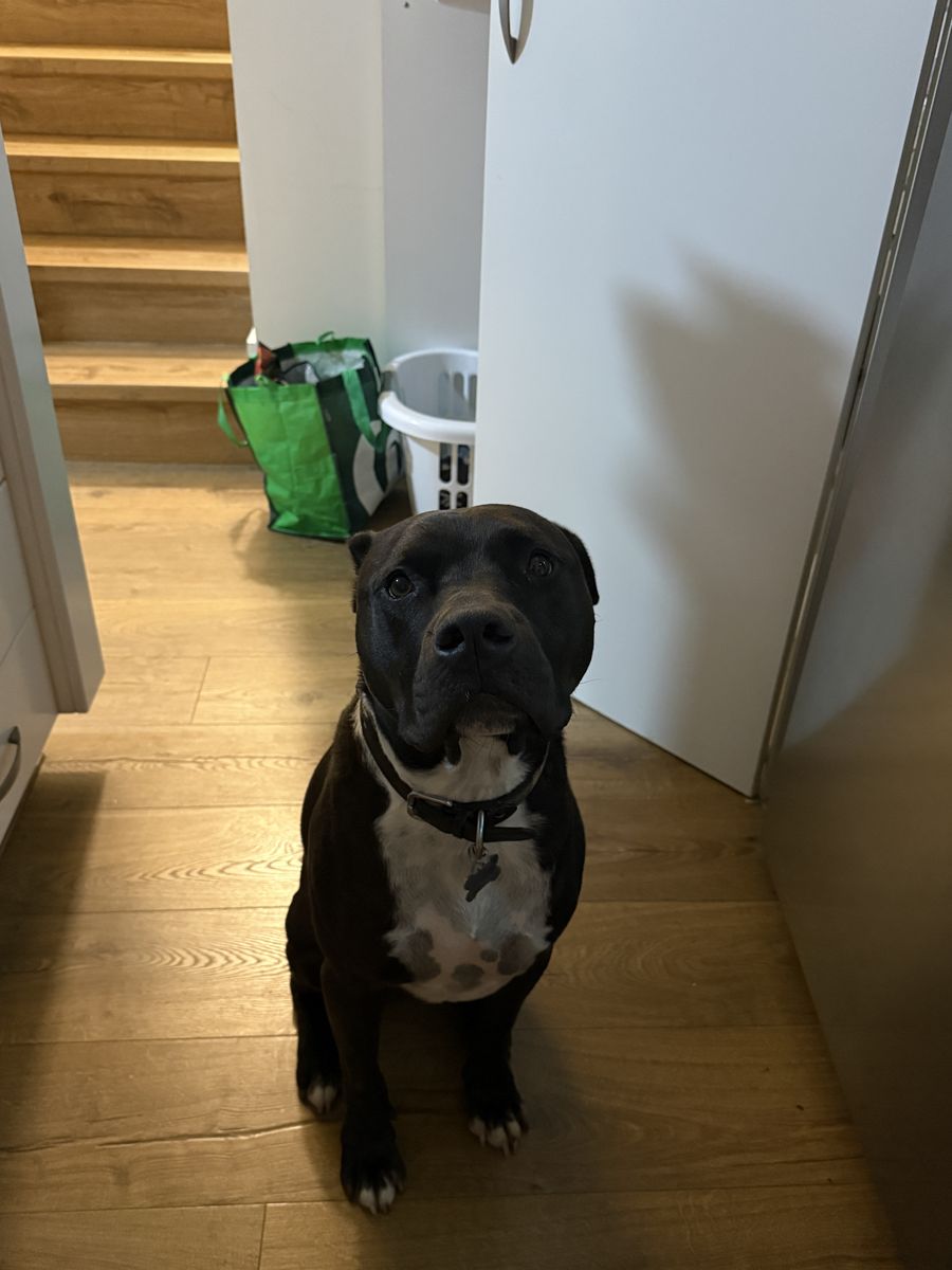 Finley in the kitchen