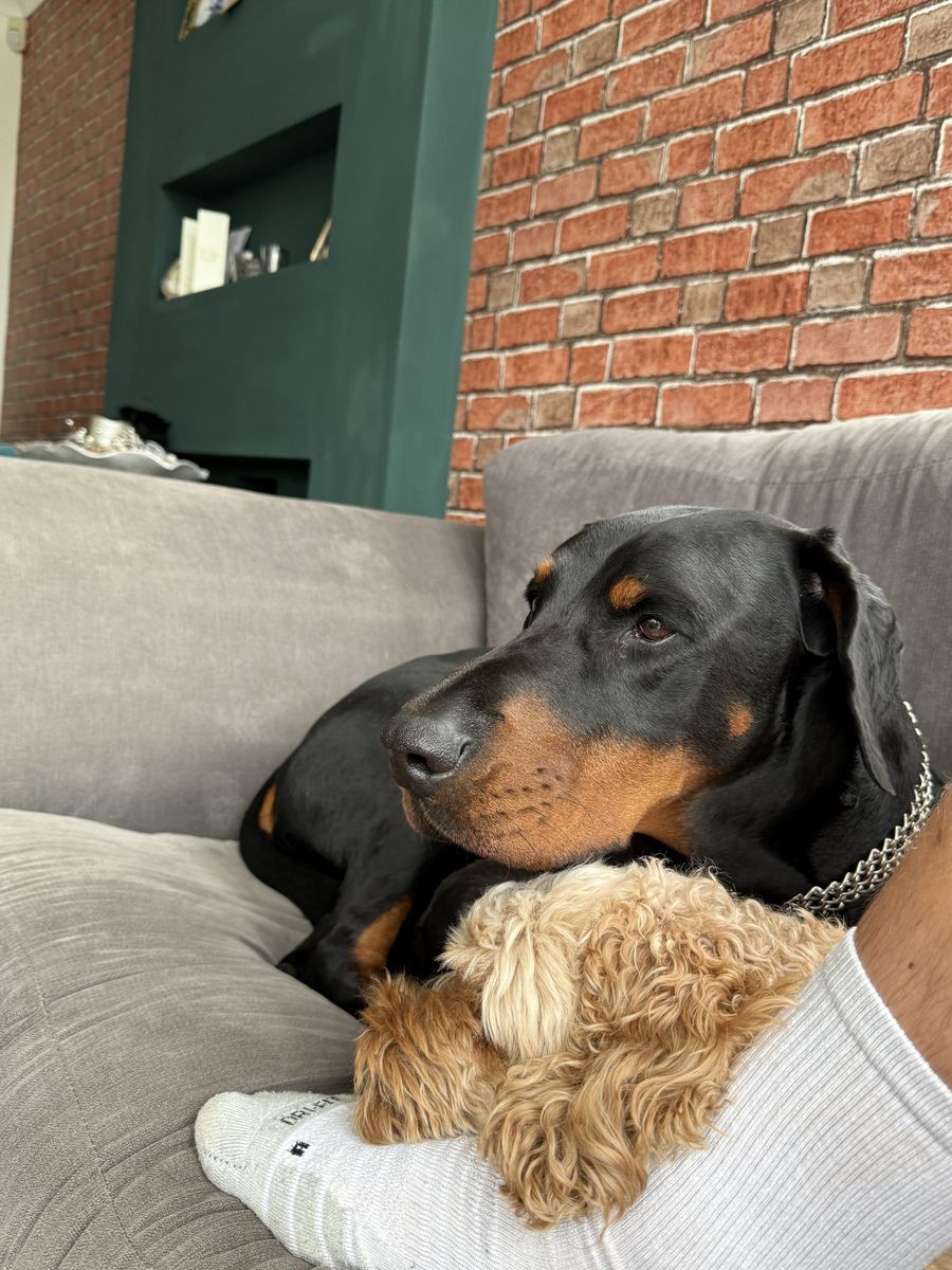 Hero the Doberman and Ted cuddling on the couch