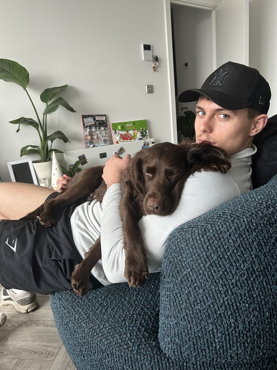 Luffy the chocolate spaniel puppy with Callum