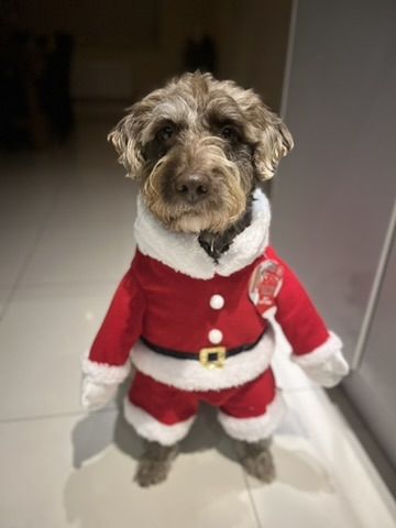 Solomon in a Santa outfit