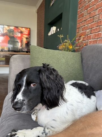 Orca the springer spaniel on the couch