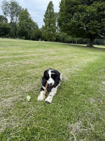 Toby in the park with a stick