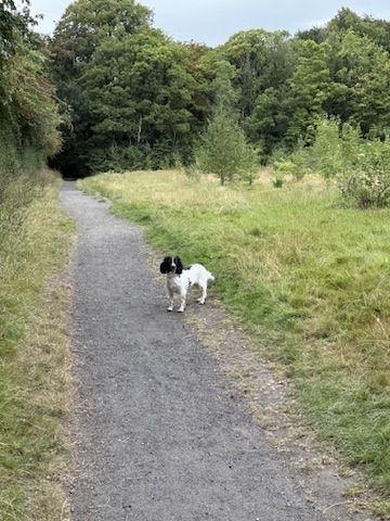Orca on a countryside walk