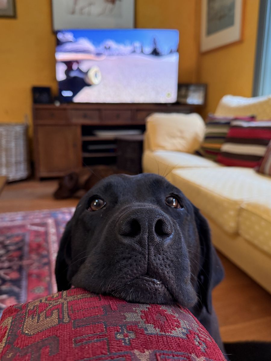Poppy the black Labrador