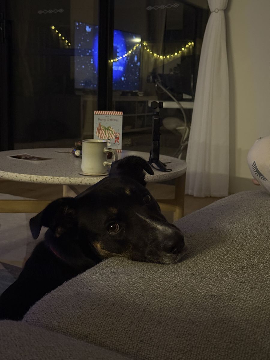 Scuff in Christmas reindeer antlers