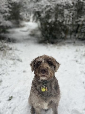 Solomon in the snow