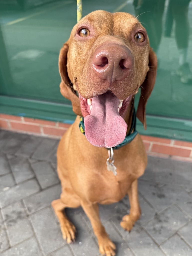 Travis the Vizsla close-up portrait