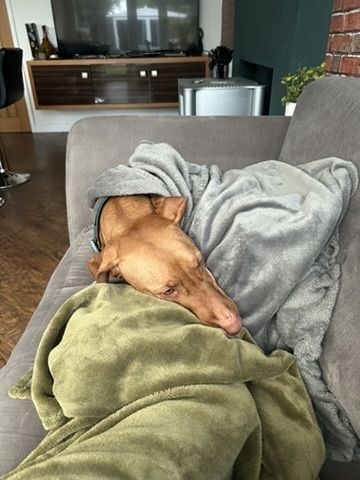 Travis sleeping in blankets